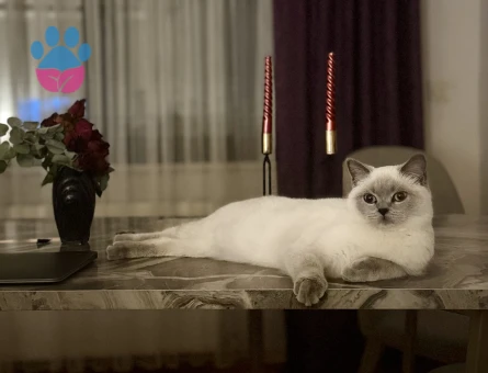 9 aylık blue point kedime erkek eş arıyorum