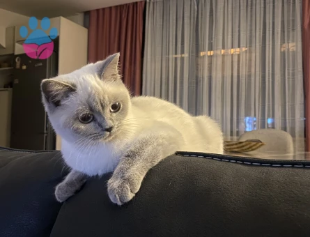 9 aylık blue point kedime erkek eş arıyorum