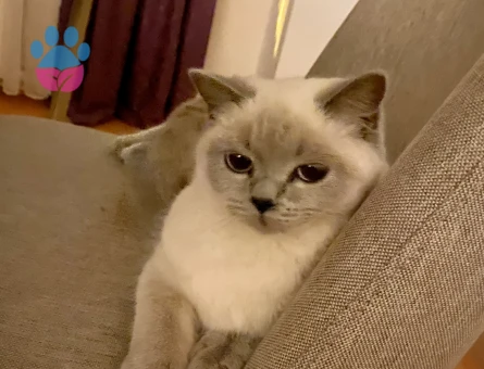 9 aylık blue point kedime erkek eş arıyorum