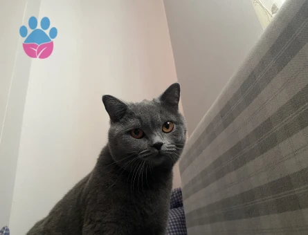 Biritish kızıma eş arıyorum