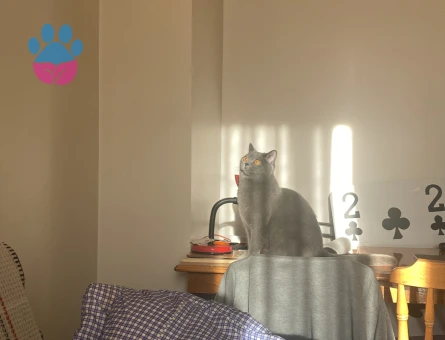 Biritish kızıma eş arıyorum