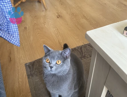 Biritish kızıma eş arıyorum