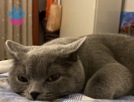 Biritish kızıma eş arıyorum