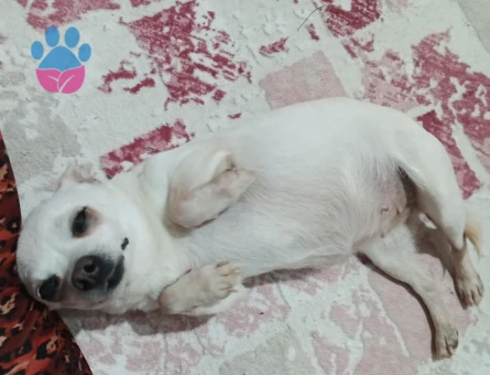Chihuahua 2 Yaşında Köpeğim Eş Arıyor