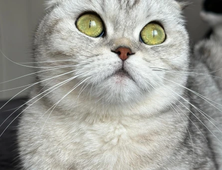 British Shorthair 2 Yaşında Eş Arıyor - 118975024