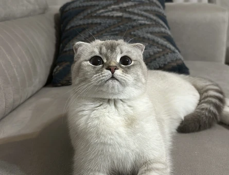 Scottish fold blue point güzel kızımıza eş arıyoruz - 118975025