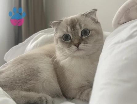 Scottish fold blue point güzel kızımıza eş arıyoruz
