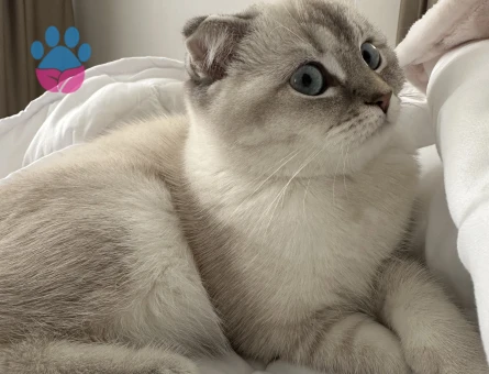 Scottish fold blue point güzel kızımıza eş arıyoruz
