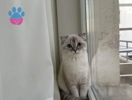 Scottish fold blue point güzel kızımıza eş arıyoruz