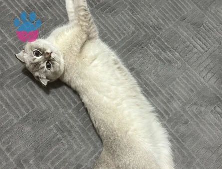 Scottish fold blue point güzel kızımıza eş arıyoruz