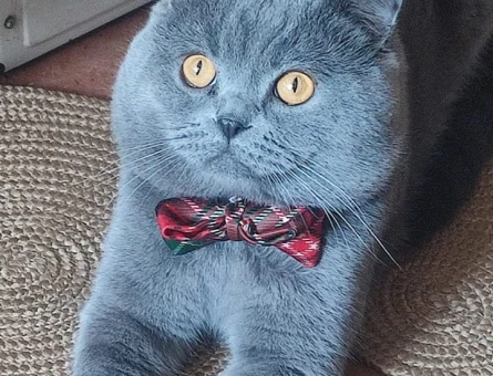 Scottish Fold Oğlumuza Eş Arıyoruz - 118975027