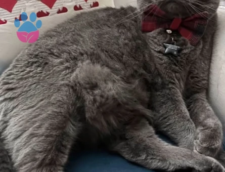 Scottish Fold Oğlumuza Eş Arıyoruz