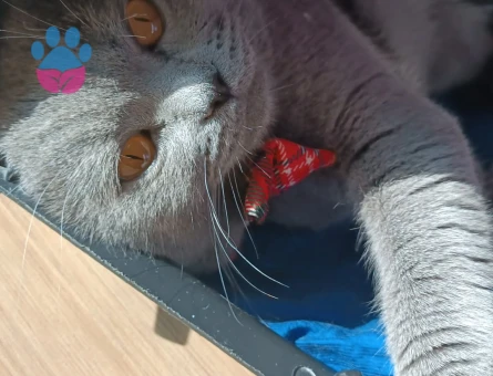 Scottish Fold Oğlumuza Eş Arıyoruz