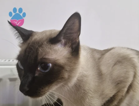 Dişi Siyam 2 Yaşında Eş Arıyor