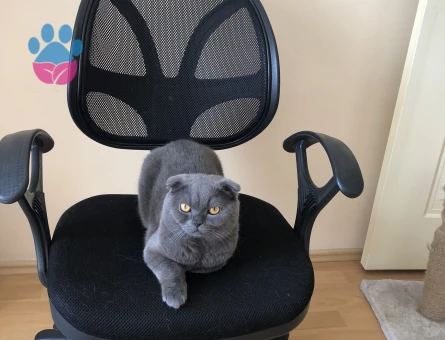 Scottish Fold 2 Yaşında Erkek Kızgınlıkta