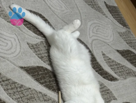 Scottish Fold 1 Yaşında  Erkek Eş Arıyoruz