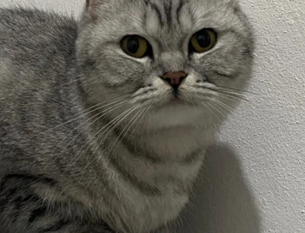 British Shorthair Maya'ya eş Arıyorum - 118975035