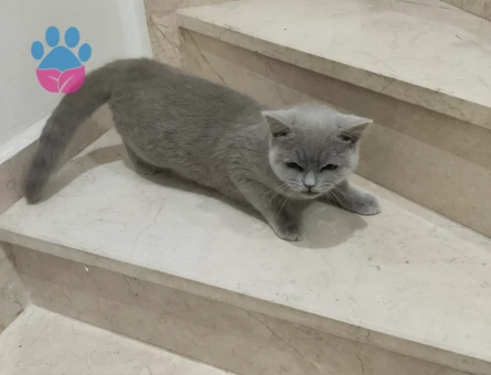 Scottish Fold 1 Yaşında Eş Arıyor