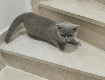 Scottish Fold 1 Yaşında Eş Arıyor - 118982530