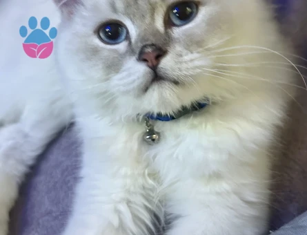 British Longhair 1 Yaşında Eş Arıyor