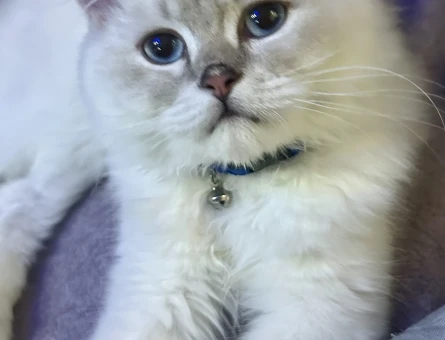 British Longhair 1 Yaşında Eş Arıyor - 118982531