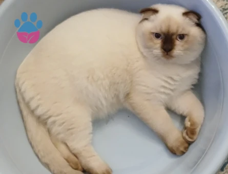 Scotish fold bluepoint Eş Arıyor