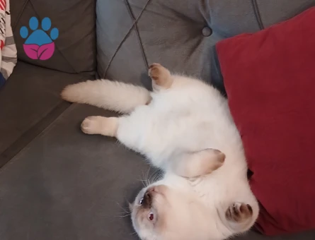 Scotish fold bluepoint Eş Arıyor