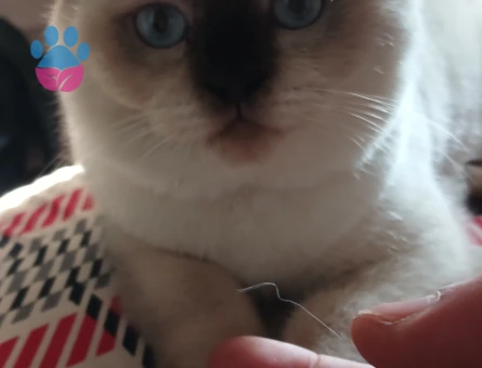 Scotish fold bluepoint Eş Arıyor