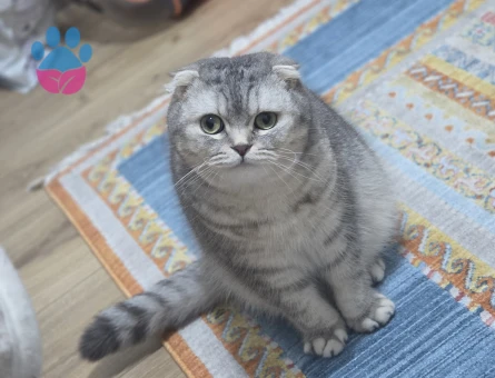 Scottish Fold Dişi Kedime Erkek kedi arıyoruz