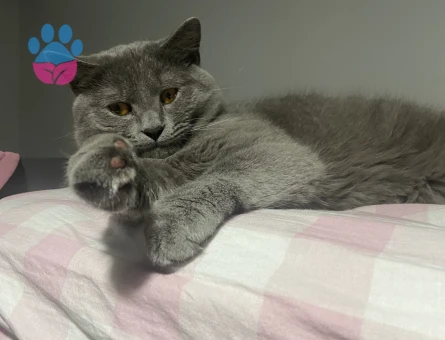 Oğluma eş arıyorum kızgınlıkta