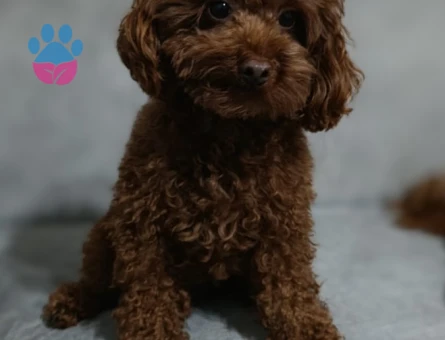 Toy Poodle 2 Yaşında Eş Arıyor