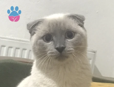 Scottish blue point fold kedime eş arıyorum