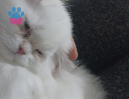 Güzel kızımıza yakışıklı damat ariyorum