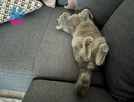 Pablo ya ilk gelin adayı arıyorum