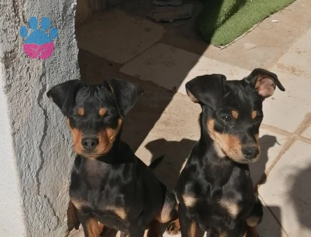 Minyatür pinscher 1,5 Yaşında Eş Arıyor