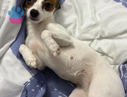 jack russel 3 Yaşında Eş Arıyor