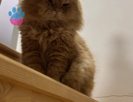 Scottish Fold Yakışıklı oğlumuza eş arıyoruz