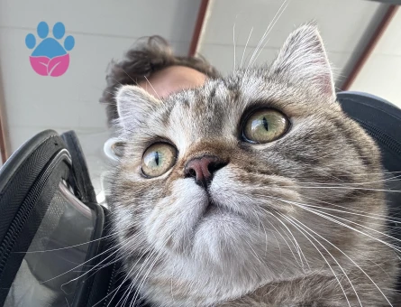 Henüz 1 yaşını doldurmayan kızımıza eş arıyoruz