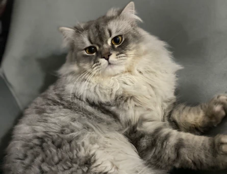 British Longhair 1 Yaşında Kedime Eş Arıyorum - 118964184