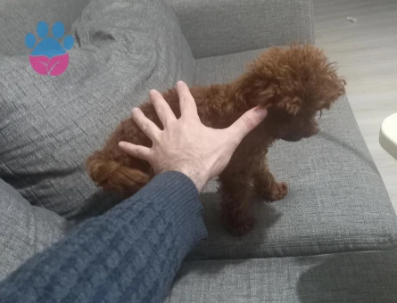 Toy Poodle Rolex Tecrübeli Eş Arıyor