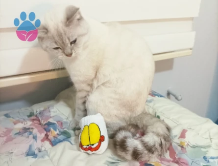 British Shorthair 1 Yaşında Coco Eş Arıyor
