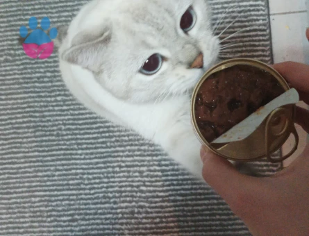 British Shorthair 1 Yaşında Coco Eş Arıyor