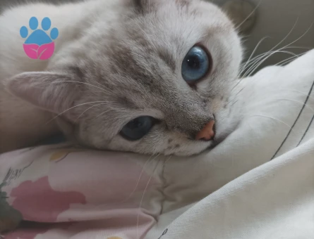 British Shorthair 1 Yaşında Coco Eş Arıyor