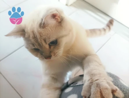 British Shorthair 1 Yaşında Coco Eş Arıyor