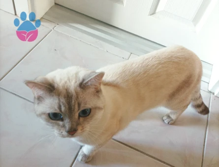 British Shorthair 1 Yaşında Coco Eş Arıyor