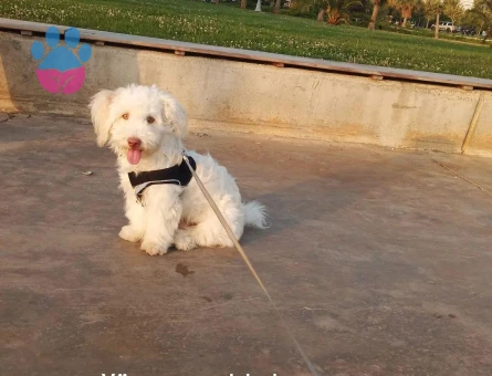 Maltese Terrier 1 Yaşında Köpeğim Eş Arıyor