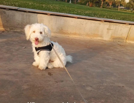 Maltese Terrier 1 Yaşında Köpeğim Eş Arıyor - 118964256