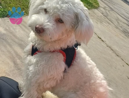 Maltese Terrier 1 Yaşında Köpeğim Eş Arıyor