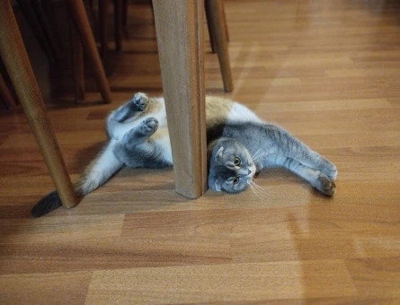 Scottish Fold 2 Yaşındaki Kızımıza Eş Arıyoruz - 118964257