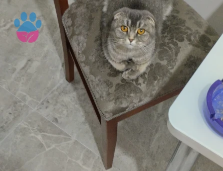 Scottish Fold 2 Yaşındaki Kızımıza Eş Arıyoruz
